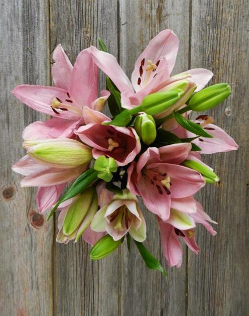 3/S LIGHT PINK L.A. HYBRID LILIES